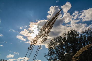 gräser im wind