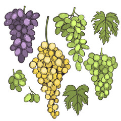 Grapes  on white background. Vector  illustration.