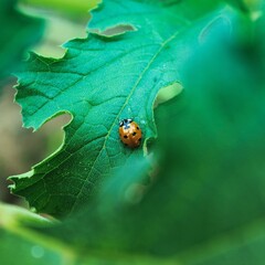 ladybird on leaf