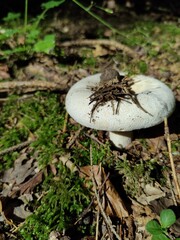 mushroom in the forest