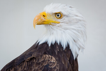 Aigle 03