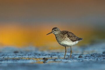 Wood sandpiper feeding in shallow water on the shore of Biebrza river in Biebrza national park