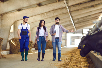 Young farm manager and workers walking along stables with feeding cattle in big barn