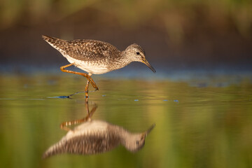 Wood sandpiper feeding in shallow water on the shore of Biebrza river in Biebrza national park