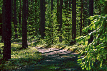 path in a spruce summer forest, on a sunny day