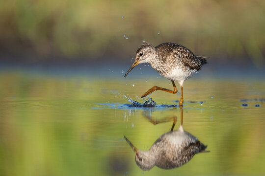 Wood sandpiper feeding in shallow water on the shore of Biebrza river in Biebrza national park