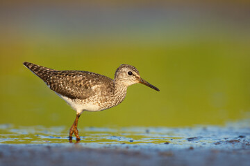 Wood sandpiper feeding in shallow water on the shore of Biebrza river in Biebrza national park