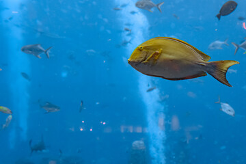 Eyestripe surgeonfish (Acanthurus xanthopterus) or yellowfin surgeonfish (Acanthurus dussumieri )...