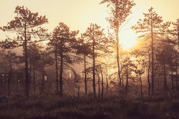 Fototapeta na wymiar dawn over the swamp. The sun rises over the forest with dwarf pines