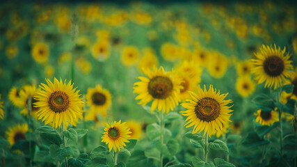 Obraz premium Sunflower field bloom bright, nature theme background.