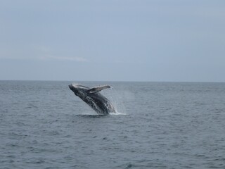 Fototapeta premium Humpback Whale - Ecuador