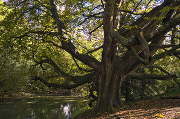 Old huge tree near a river (September 2020, Brittany, France)