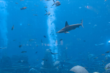 Fototapeta premium Hammerhead shark in the aquarium. The great hammerhead (Sphyrna mokarran) is the largest species of hammerhead shark, belonging to the family Sphyrnidae. Atlantis, Sanya, Hainan, China.