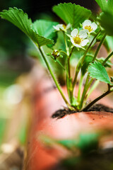 Hydroponics row in plantation. The hydroponics strawberry . Farm, technology concept.