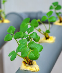 Hydroponics row in plantation. The hydroponics strawberry . Farm, technology concept.