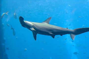 Obraz premium Hammerhead shark in the aquarium. The great hammerhead (Sphyrna mokarran) is the largest species of hammerhead shark, belonging to the family Sphyrnidae. Atlantis, Sanya, Hainan, China.