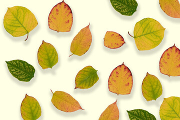foglie autunno sfondo colori 