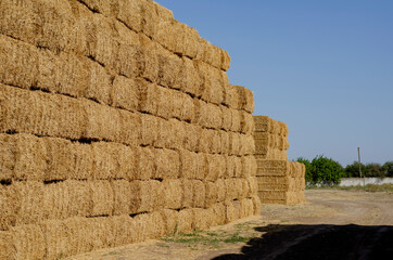 Rectangular stacks of dry hay in an open-air field.