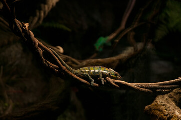 Chameleon on a tree branch. Lizard in zoo park