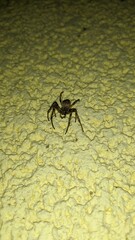 spider on the ground
