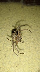 Spider