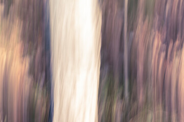 Abstract magic wood trees background. Camera low shutter punning shot