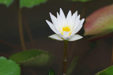 White lotus bloomed in the pond