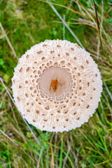 Parasol mushrooms ( Macrolepiota procera ) in the forest