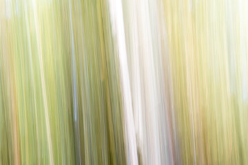 Obraz premium Abstract magic wood trees background. Camera low shutter punning shot