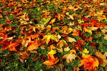 autumn leaves background