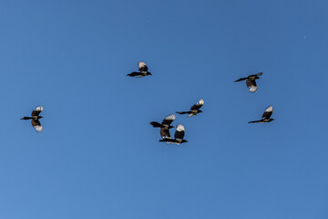 A flock of magpies with light wings is flying on the blue sky background