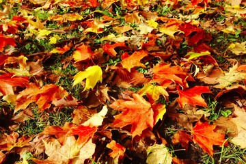 autumn leaves background
