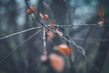 delicate colors of autumn forest
