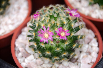 Beautiful blooming desert pink cactus flowers.