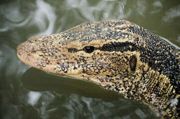 Close up the Asian water monitor (Varanus salvator), also called common water monitor, is a large varanid lizard native to South and Southeast Asia.