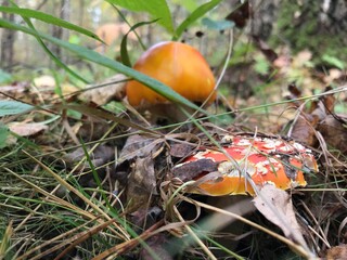 red mushroom in the forest