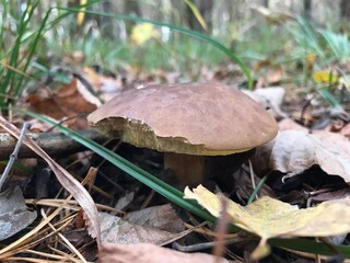 mushroom in the forest