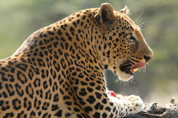 Leopard lunch-Africat Conservancy,Namibia