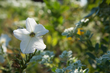 Delicate white flower, background, texture. Flower in the summer sun. Flowerbed under the open sky.