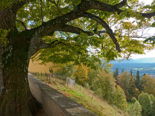 uralte Linden an der Wallfahrtskirche Hohenpeissenberg