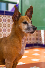 Naklejka na ściany i meble Perro o mascota atento con una bonita pared de fondo con textura de azulejos para fondos y papel pintado