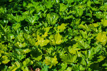 Fresh green seedlings. Selective focus shot of bright green leaves, planting seedlings in greenhouse. Idea for wallpaper, postcard, poster design, banner, copy space, close up.