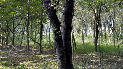Image of trees forming light and shadow and contributing to a healthy environment