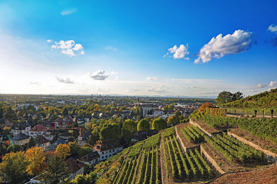 Weinberg bei Durlach