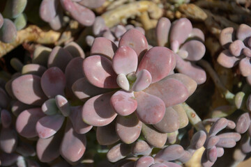 purple succulent like flower blossoms in sunny day in the garden