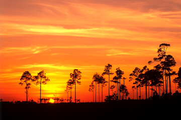 Obraz na płótnie Canvas Sunset in Everglades National Park Florida