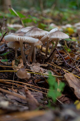 mushroom in the forest nature leaf 