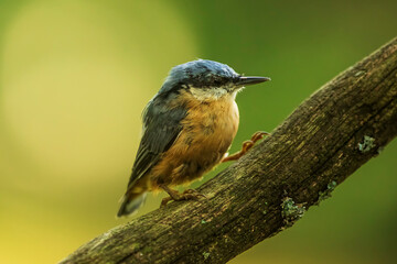 Eurasian nuthatch, (Sitta europaea) is on an old dry branch overgrown with moss