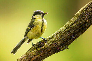 Obraz premium Great tit, (Parus major) textbook portrait of an atlas of birds