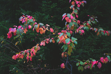 Pink and orange autumn leaves background. Outdoor. Colorful backround image of autumn leaves perfect for seasonal use. 